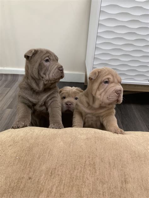Whats A Forever Puppy
