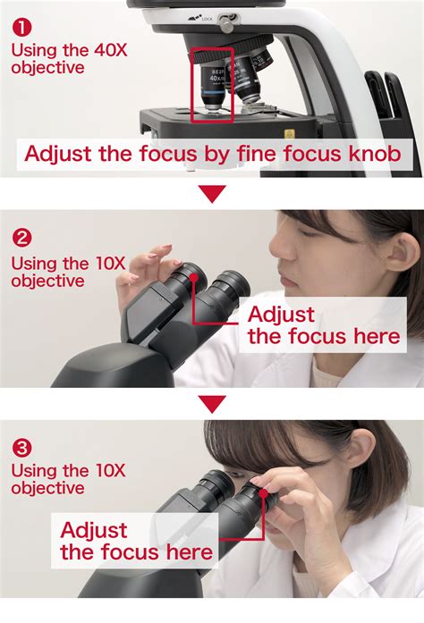 What Does The Fine Adjustment Knob Do On A Microscope 9