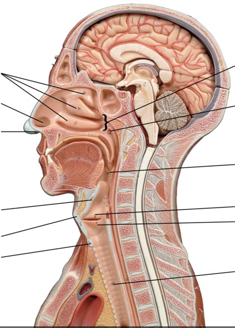 diagram  head  neck quizlet