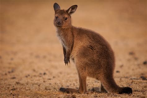 Kangaroo Island Kangaroo | Sean Crane Photography