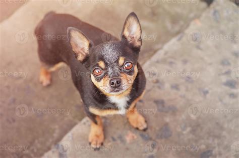 Chihuahua dog. A chihuahua looks into the frame while standing on the ...