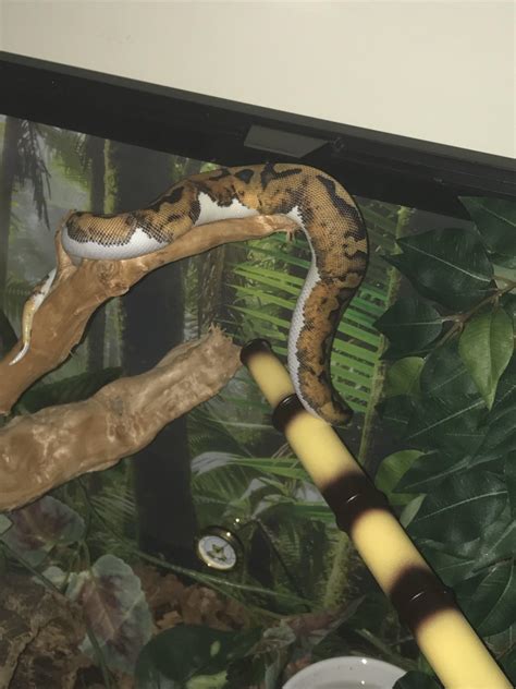 Do Ball Pythons Like To Climb? - ReptileStartUp.com
