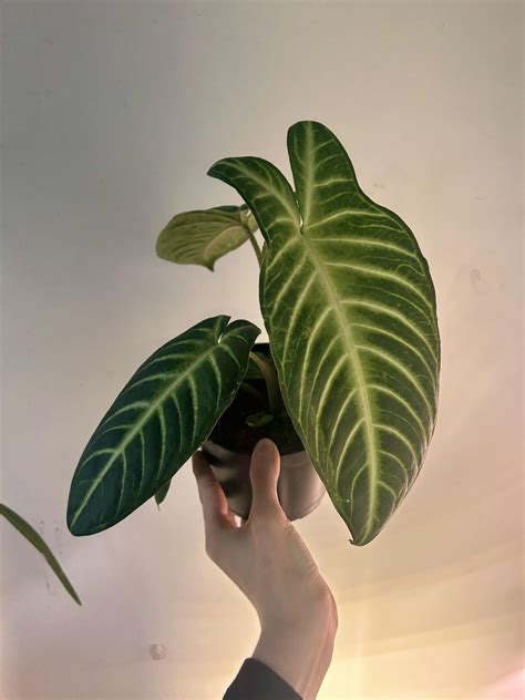 Xanthosoma lindenii : r/RareHouseplants