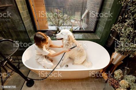 Woman Washes Her Dog In Bathtub At Home Stock Photo - Download Image ...
