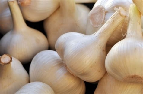 Garlic Bulb Types - Fine Gardening