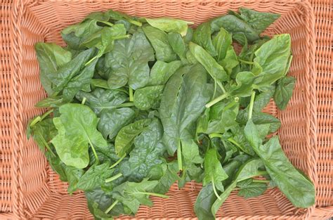 spinach bulk bag great day gardens