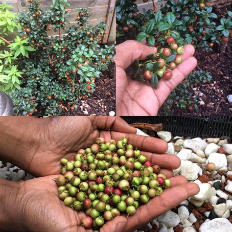 Ugni molinae 'Ka-Pow', Chilean Guava 'Ka-Pow' in GardenTags plant ...