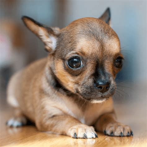 39 Chihuahua Colors & Patterns - SpiritDog Training