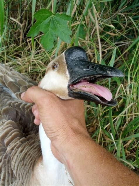Create meme "mouth goose, teeth goose, goose head" - Pictures - Meme ...
