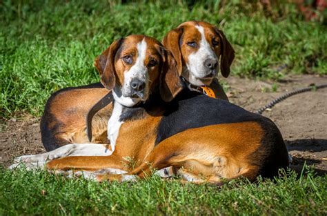 Finnish Hound - Temperament, Lifespan, Shedding, Puppy