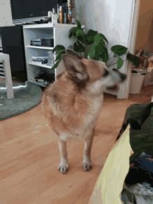 Doggie Style Gif GIFs | Tenor