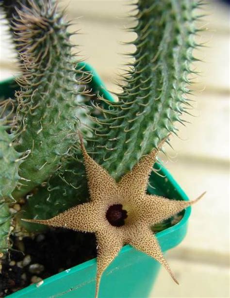 HUERNIA (ГУЭРНИЯ) : Succulent site