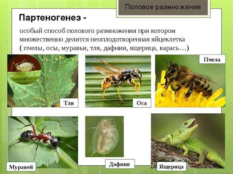 Ответы Mail: Партеногенез – это размножение 1) Половое у насекомых 2 ...