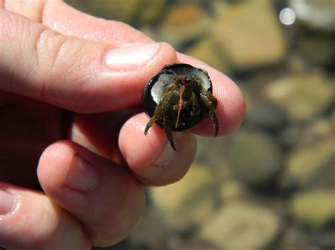 pantai kepiting foto gratis  pixabay pixabay