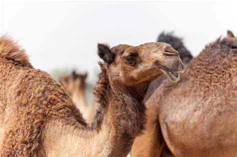 aspiration  camels  capture  chemical immobilization