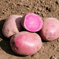 Семенной картофель