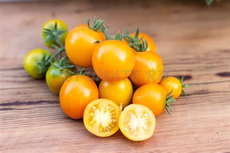 ИЮНЬСКИЙ ЖЕЛТЫЙ УСЫПНОЙ — BTomate
