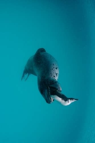 F&O Fabforgottennobility — thelovelyseas: A leopard seal hunting ...