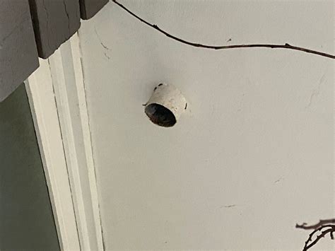 How to block entry points for pests? | Bunnings Workshop community