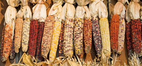 types  corn demystified popping grinding  sweet corn