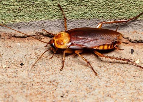 How to Get Rid of Palmetto Bugs (3 Types) 8 Ways to Kill Large Roaches ...