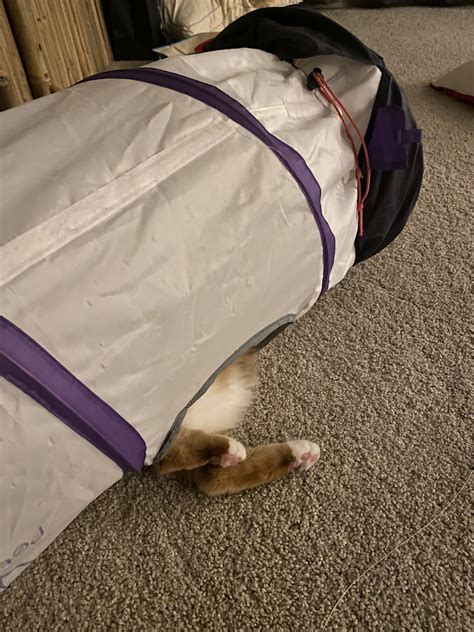 Ms5000Watts on Twitter: "I wish to present to you, Bella taking a break