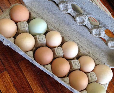 Pastured Poultry & Eggs — Acorn Acres Farm (Chesterton, IN)