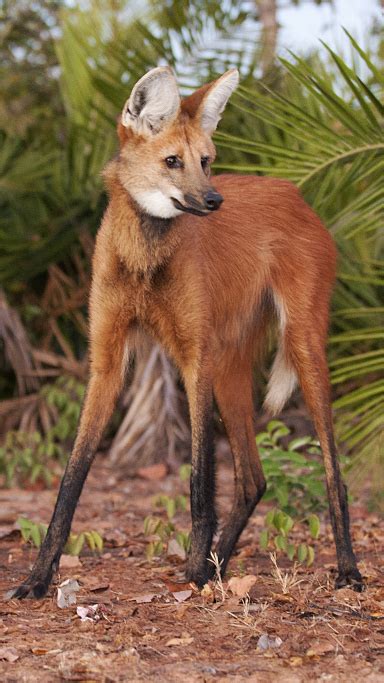 Fox Hybrid Dogs