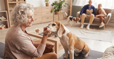 Affordable Pet Care Options in the Reno-Tahoe Area - Our Scenic Tails