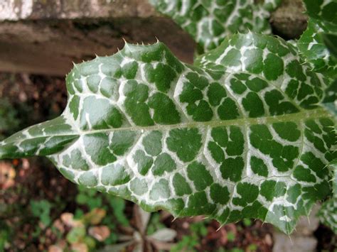 Sikavica (Silybum marianum)