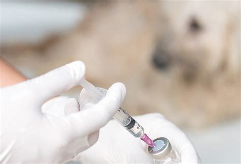 FDA, Pfizer Work to Alleviate Shortage of Injectable Opioids at ...