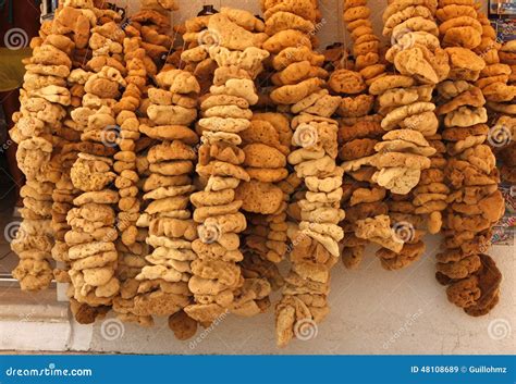 vegetable sponge stock image image  sponge island