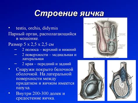 Функциональная анатомия органов мужской половой системы - презентация ...
