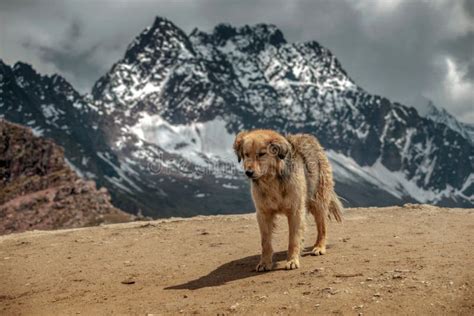 Peruvian dog in mountains stock photo. Image of storm - 134693322
