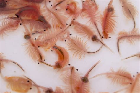 brine shrimp large