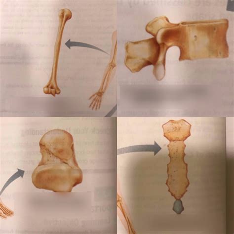 week  figure  bone shape classification diagram quizlet