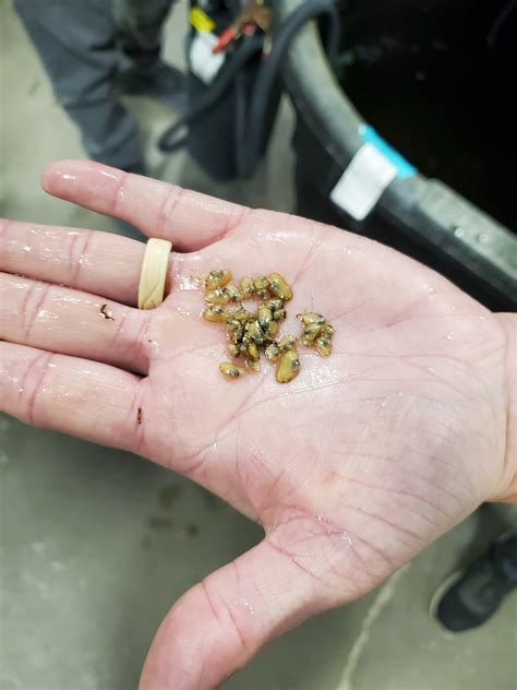 Minnesota’s Mussels – Conservation Corps Minnesota & Iowa