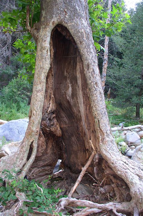 hollow tree trunk   hopdoco  deviantart