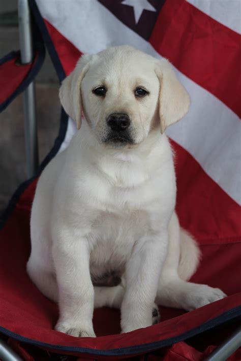 PA lab breeder, American Labs in PA, English labs in Pa, chocolate lab puppies, white lab