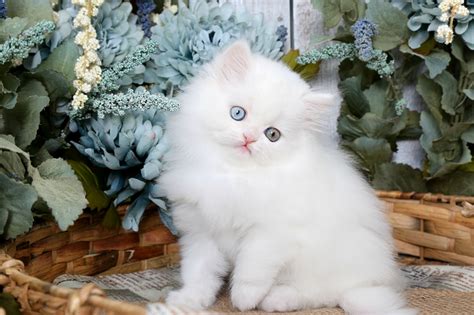 fluffy felines - Cute Kittens Photo (41500825) - Fanpop