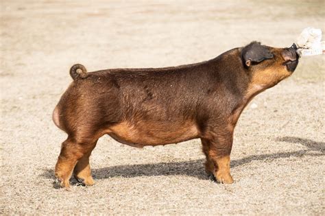 Forward — Winter Livestock & Feed