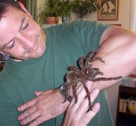 Qual O Tamanho Da Maior Aranha Do Mundo - 5
