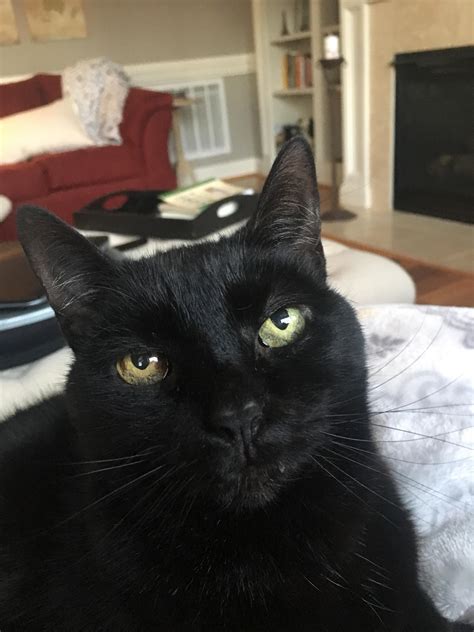 My sweet kitty has melanoma in her eye. I’ve since found out black cats