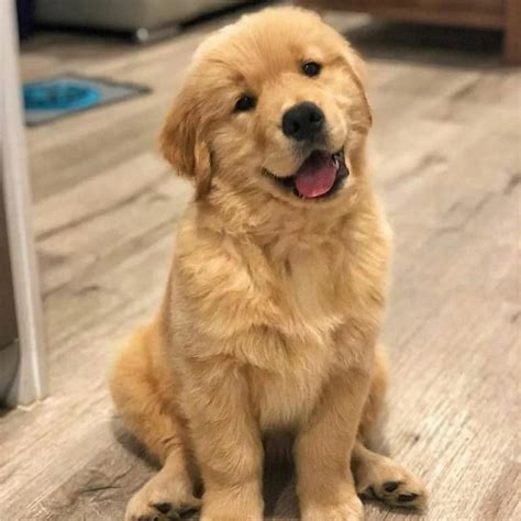 Imagens De Cachorros Fofos - Foto de Cachorros Fofos | 100 Imagens de Cachorros Fofos
