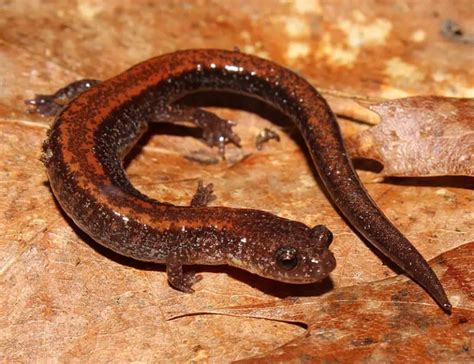 types  salamanders species facts