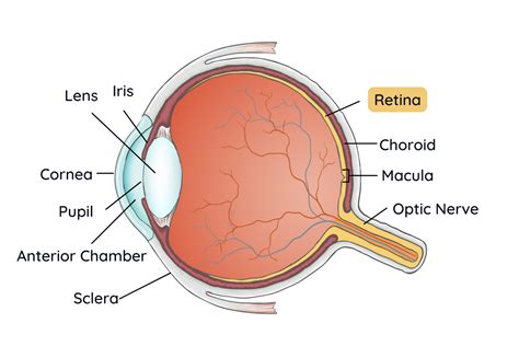 Retinal Diseases - Fry Eye Associates