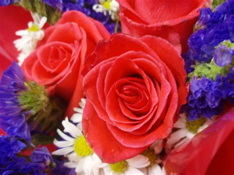 Valentine Roses Pre-Order