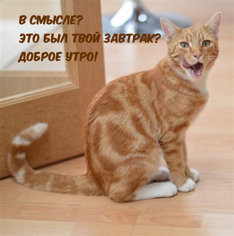 Картинки с надписью - в смысле? это был твой завтрак? доброе утро!.
