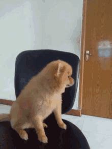 Dog Sitting Cartoon Gif Share the best gifs now