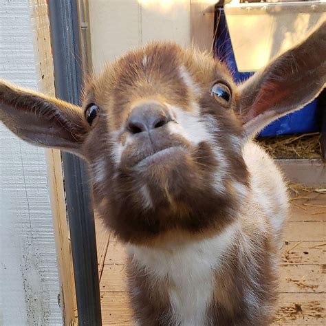 goofy goat : r/Awww